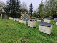 Pszczoły z ulami typ warszawski -mocne rodziny pszczele, pszczoły, ul