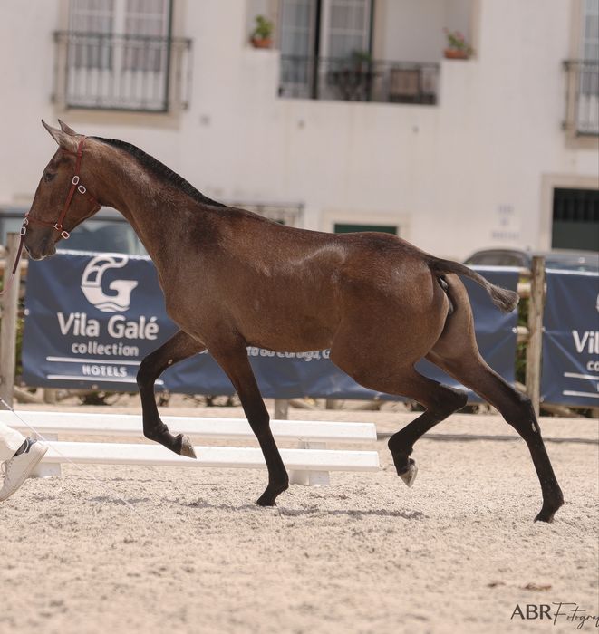 Poldra PSL 1.7yo