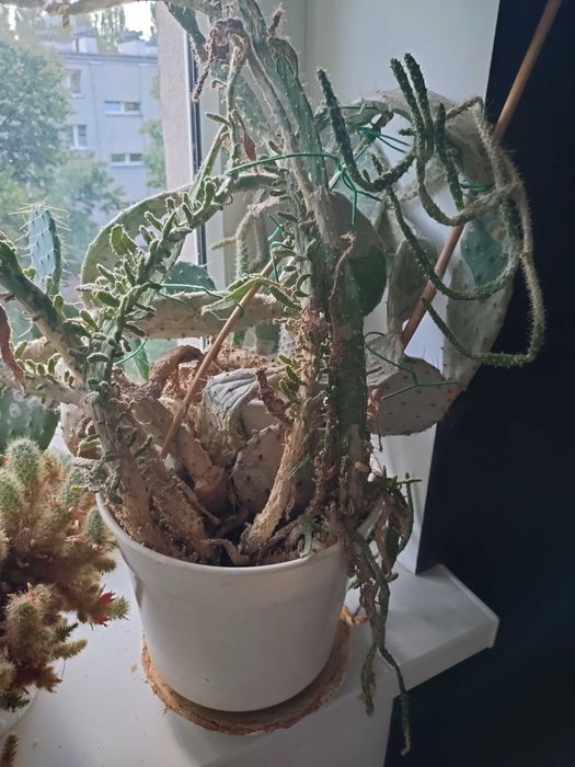 Opuncja kaktus oddam