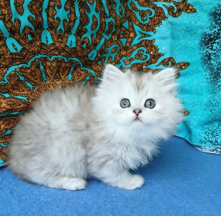 Серебристая шиншилла британский длинношерстный