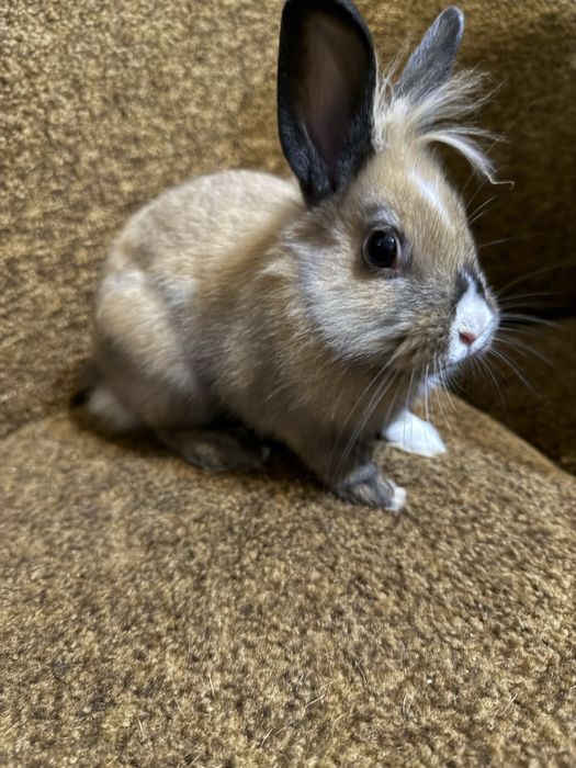 Декоративний кролик