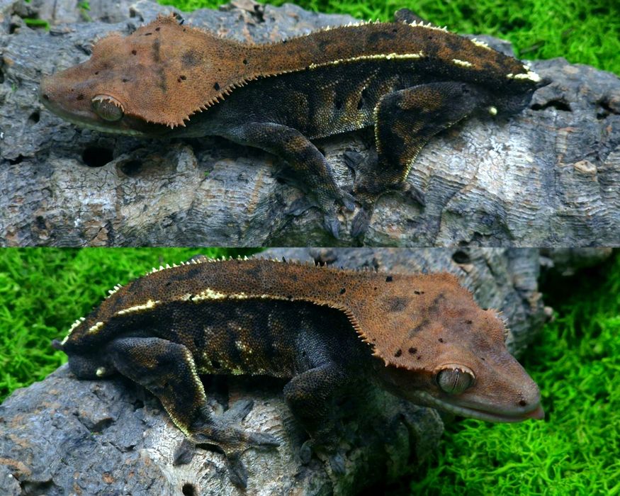 Gekon orzęsiony cappuccino samiec 23g Egzocity Transport