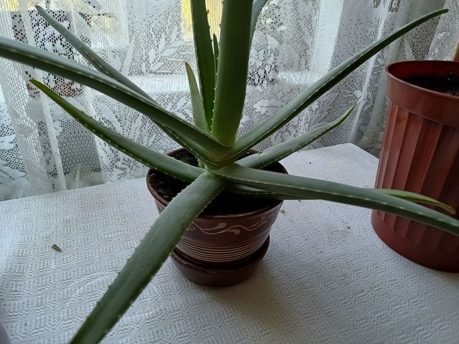 Лікарська алоє вера