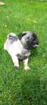 Pug carlim excelente.