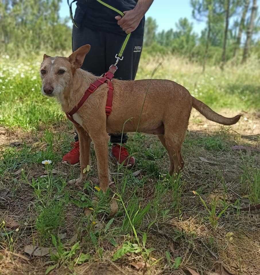 Cadela Porte Médio Para Adoção (Anocas)