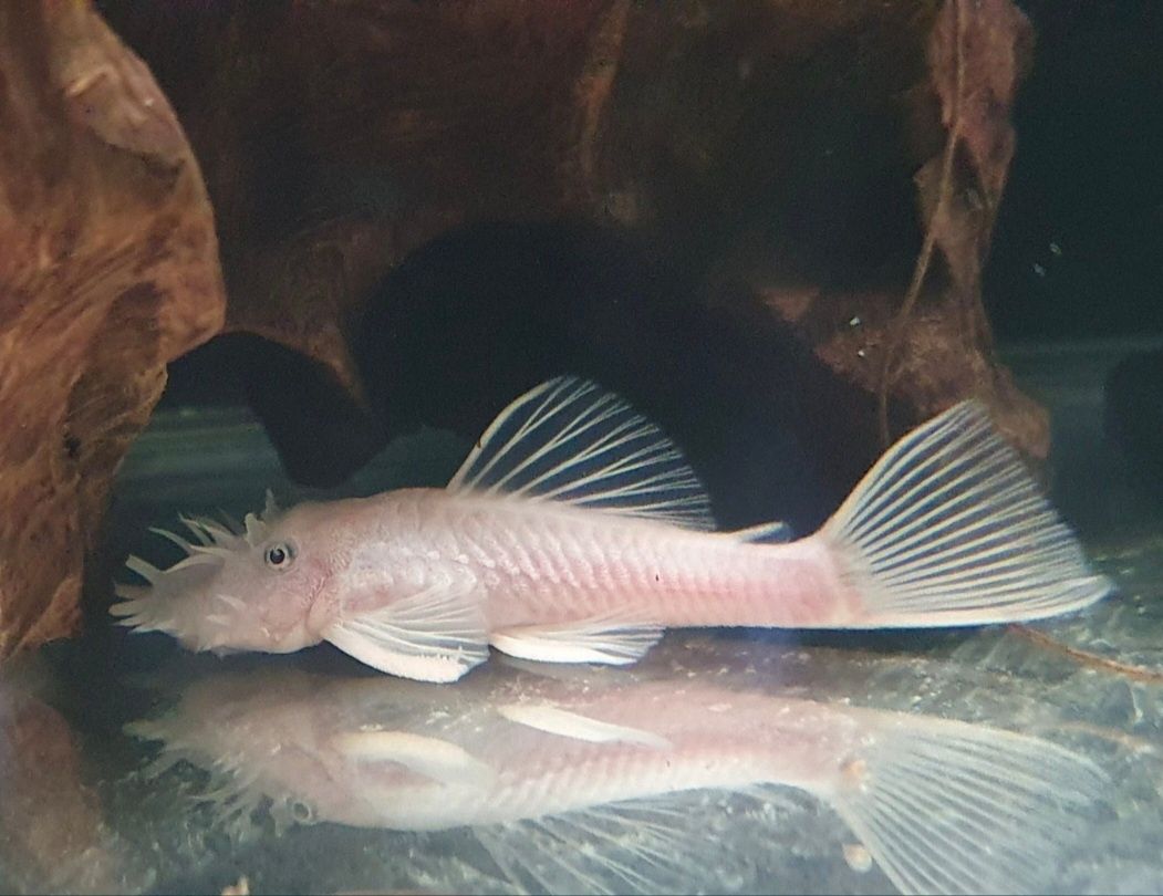 Ancistrus Snow White krótka płetwa Wysyłka Zbrojnik Glonojad