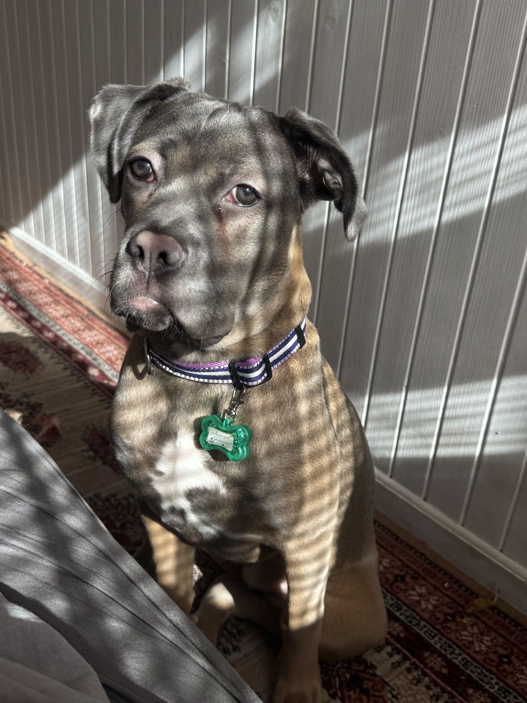 Oddam Psa Cane Corso - Bagira