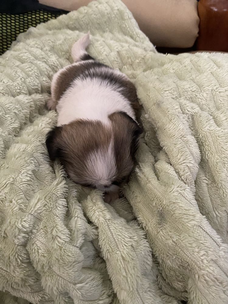 Shi-tzu super top   macho excelente