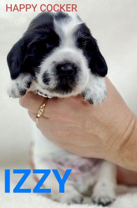 Cocker spaniel angielski blue roan