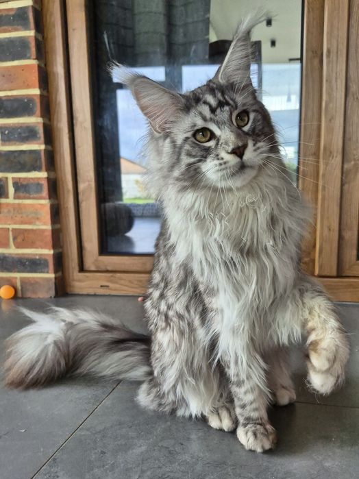 Beethoven kocurek Maine Coon z linii shaded