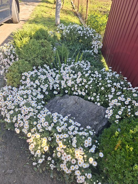 Білі низькорослі осінки або осіння айстра