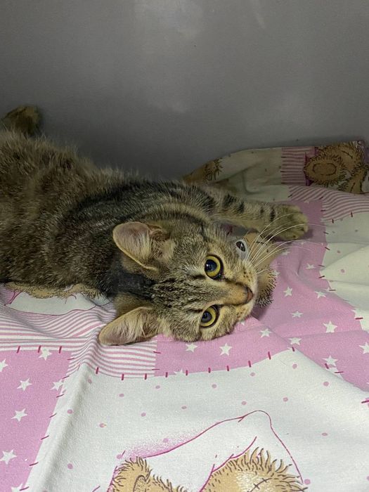 Котёнок, девочка, кошка отдам даром в хорошие руки