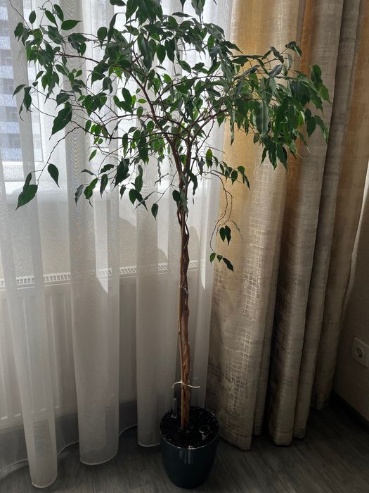 Фікус бенджамін з гарними ємоціями