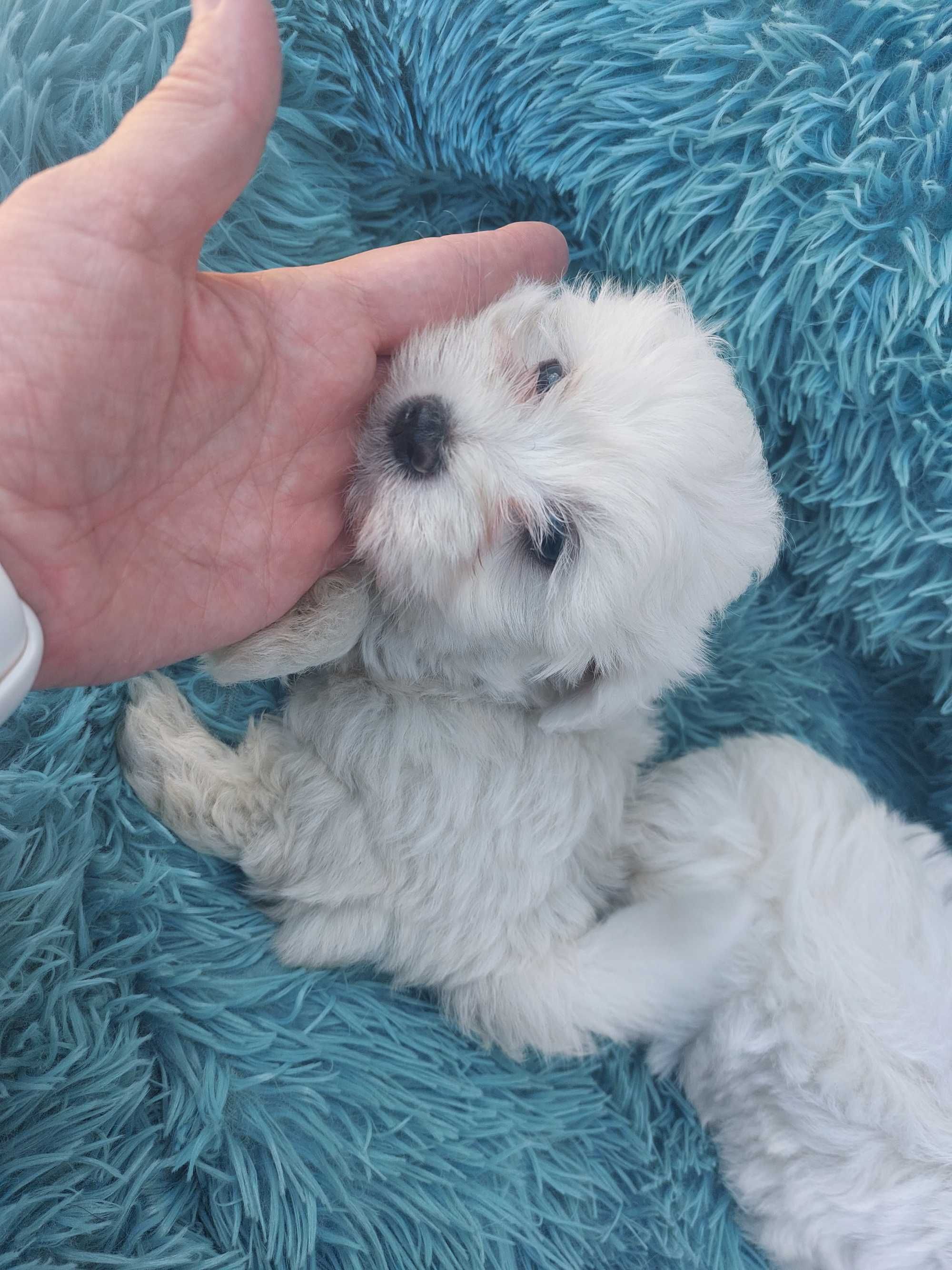 Bichon Maltês. Mini . Menina  pura.Perfeita.