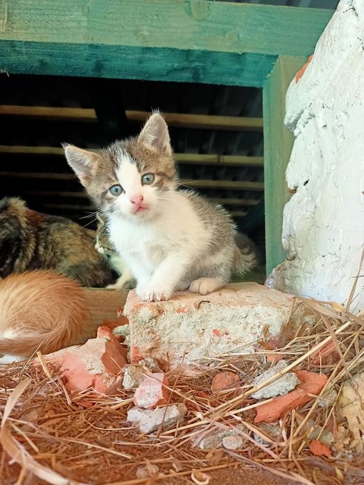 Oddam za darmo małe kotki