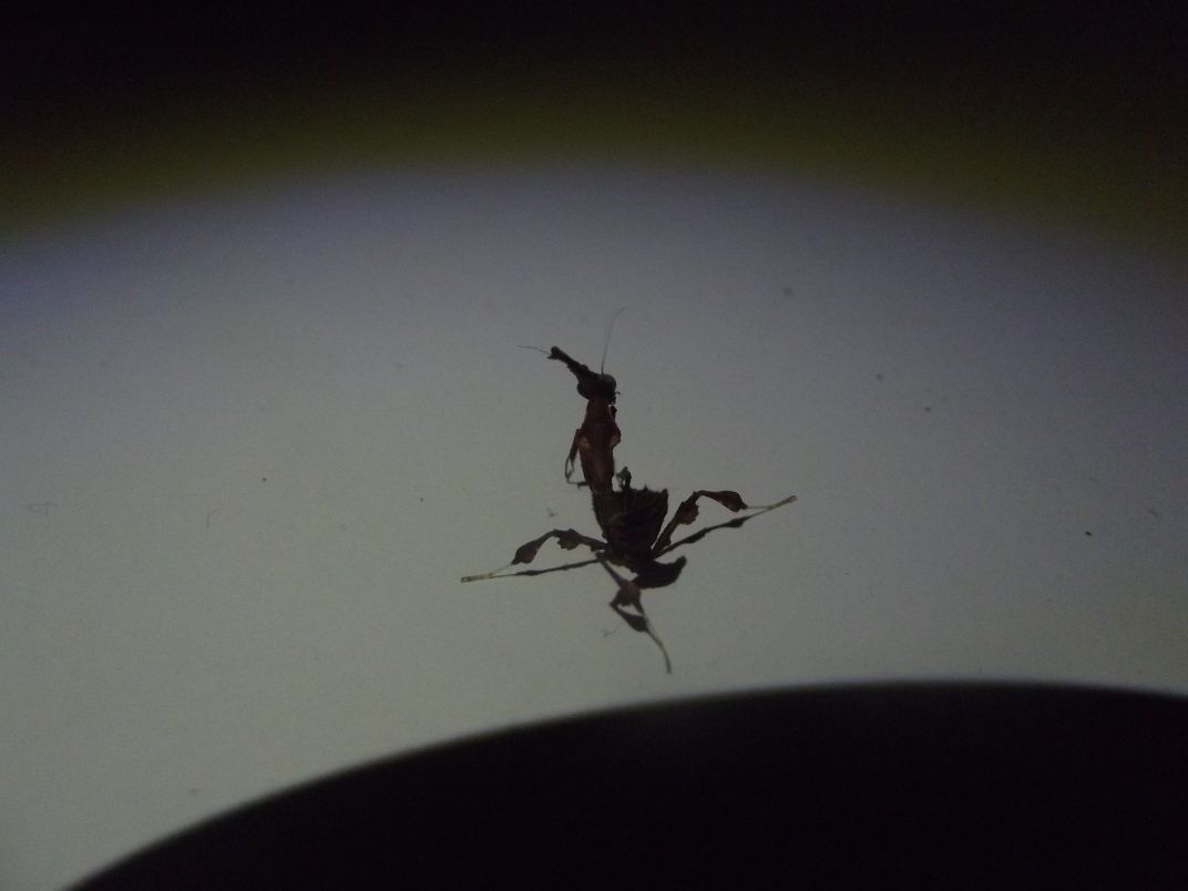 Modliszka Phyllocrania paradoxa