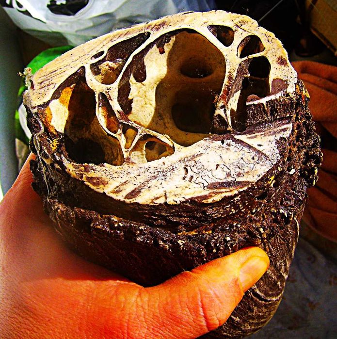 Gigantyczny Róg Tur? Pra Żubr 80cm Waga 5 kg z Litwy 1000 lat?