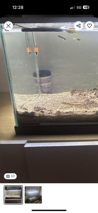 Vendo 2 guppy e um limpa vidros