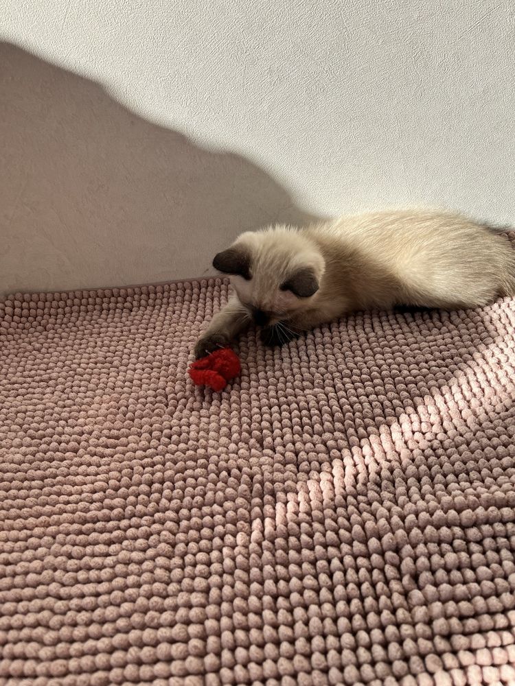 Кошеннята безкоштовно