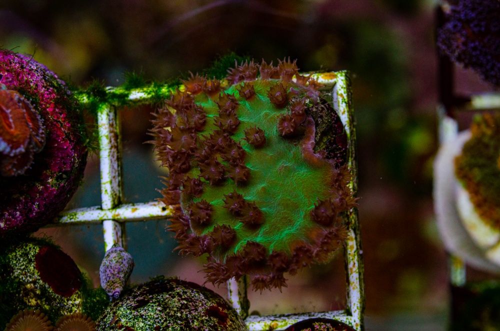 Продам живі корали для морського акваріума