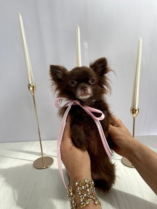 VIP Чіхуахуа справжня красуня