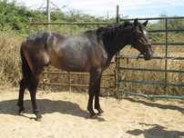 Poldro lusitano castanho de 3 anos