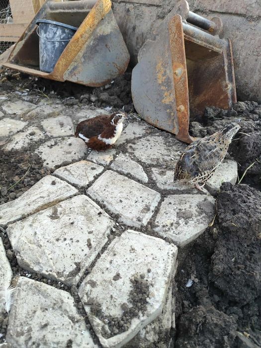 Przepiórki Teksas nioski