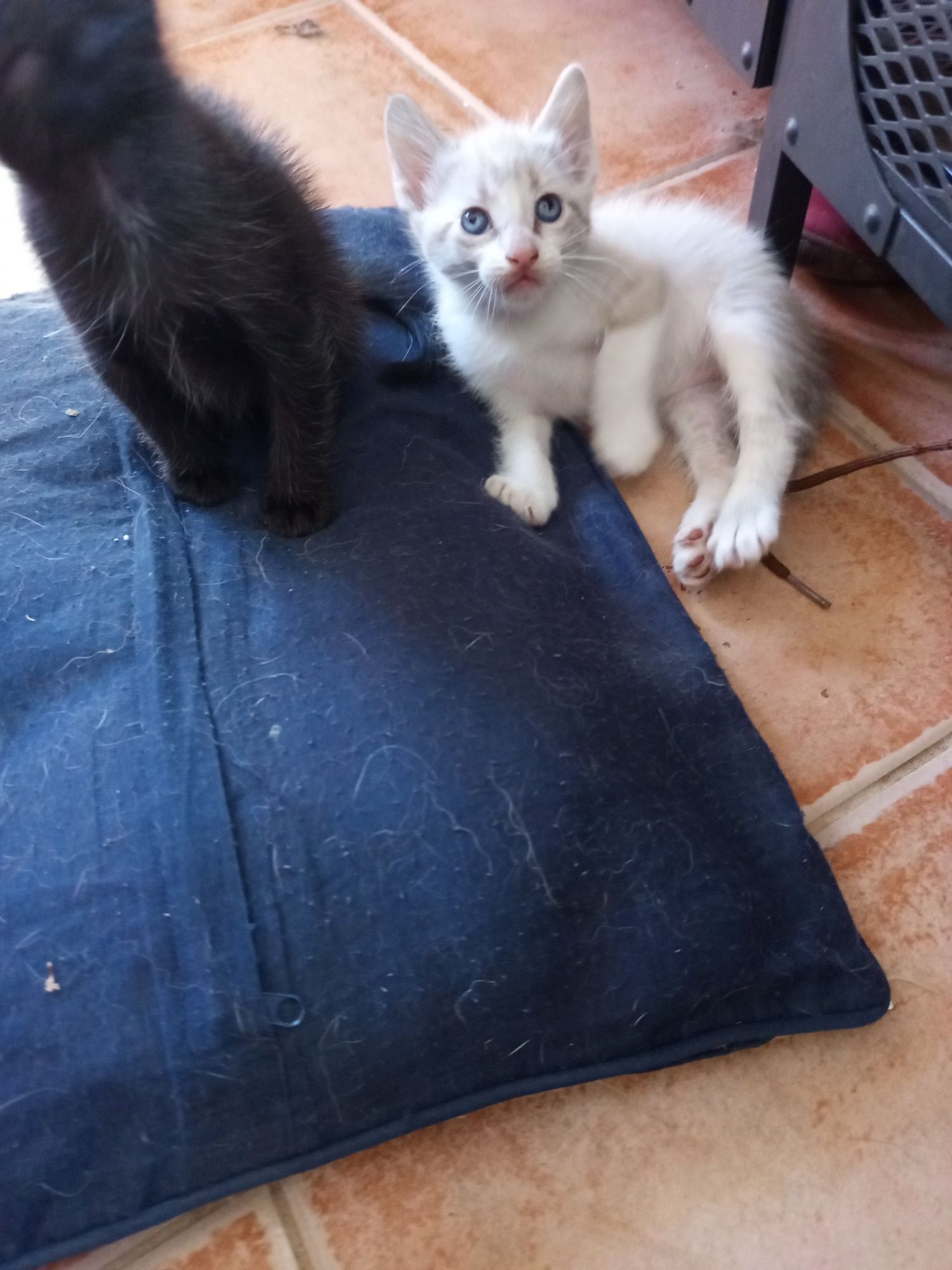 Gatinhos para adoção