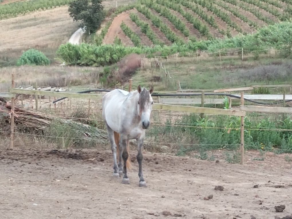 Cavalo 5 anos por desbasfar