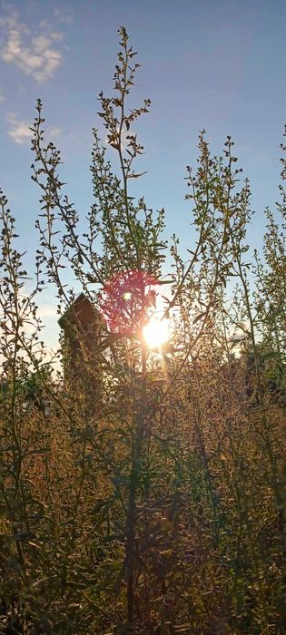 Ziele bylicy piołun 1KG Eko(suszone) CZYSTA NATURA