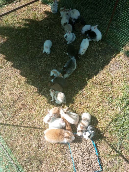 Декоративні кролики