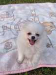 Pomeranian boo aktualne