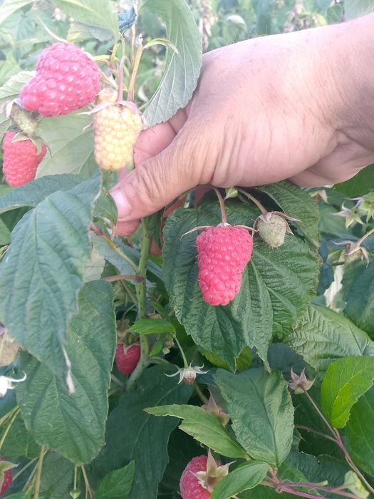 Witam sprzedam sadzonki maliny polonez