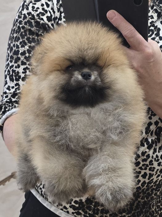 Szpic miniaturowy pomeranian