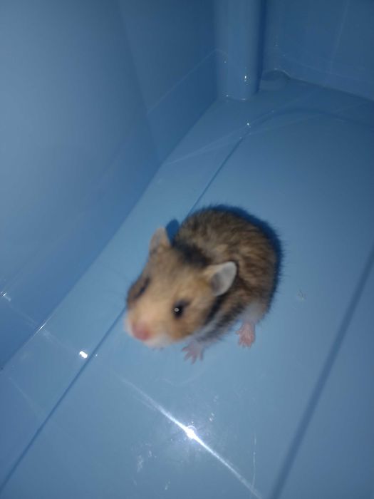 Chomik syryjski dziewczynka odbiór od 1 grudnia