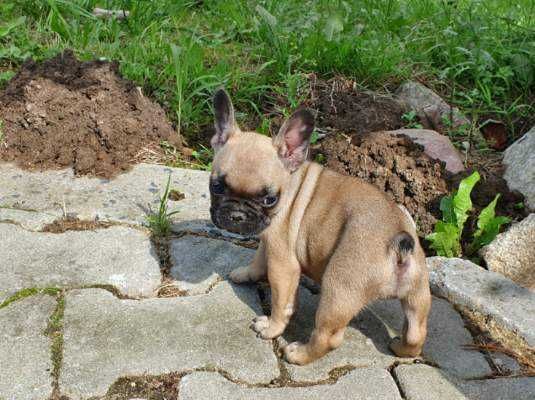 Buldog francuski FCI