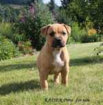 Amstaff szczeniaki