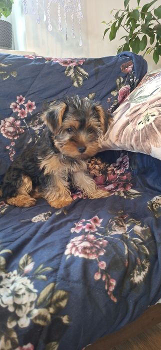 Yorkshire Terrier