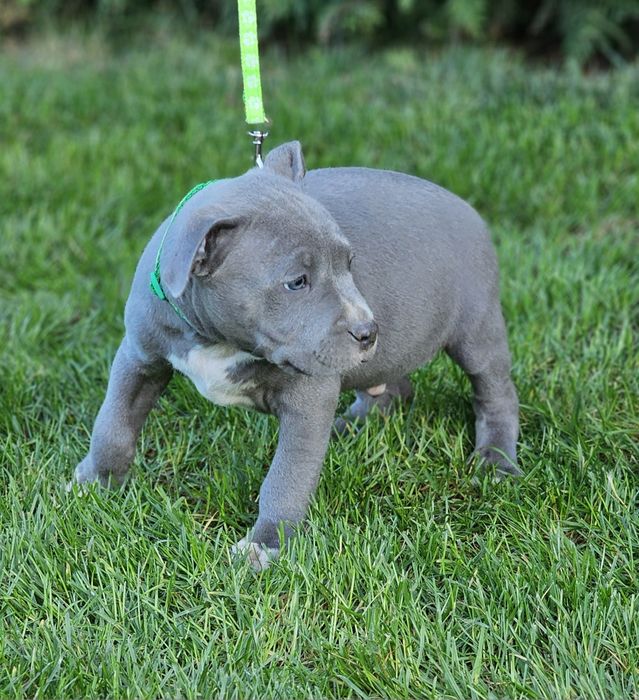 Piękny piesek amstaff