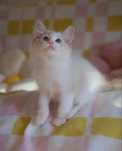 Kot ragdoll oryginalny rodowód