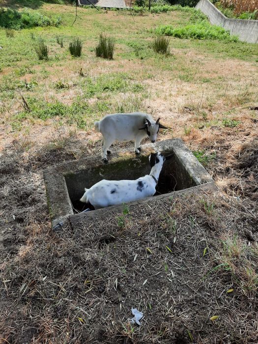 Cabras anas com 4 e 5 meses