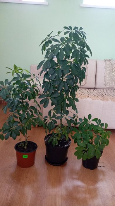 Продам   дифінбахію, лавр  та  лимон  вазони дуже великі та густі