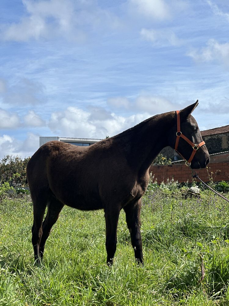 Cavalo luso-arabe