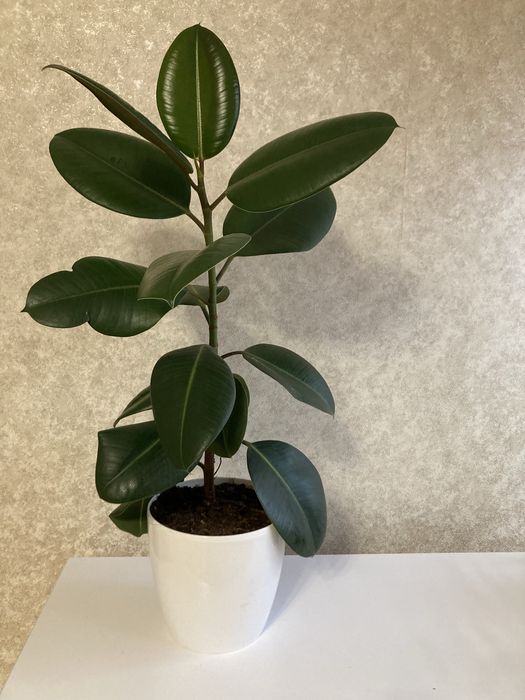 Кімнатні рослини, вазони