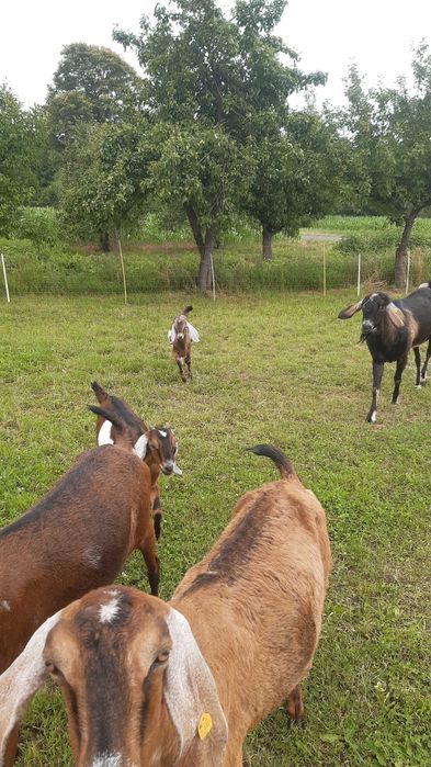 Kozioł Anglonubijski Rodowod NOG