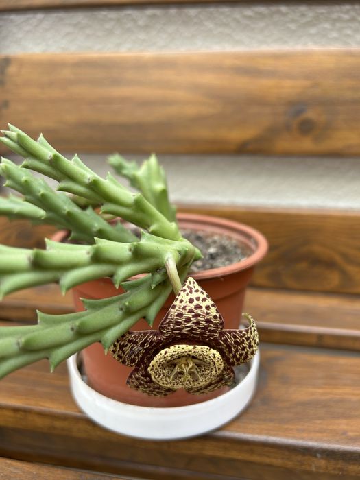 Vendo suculentas com flor.