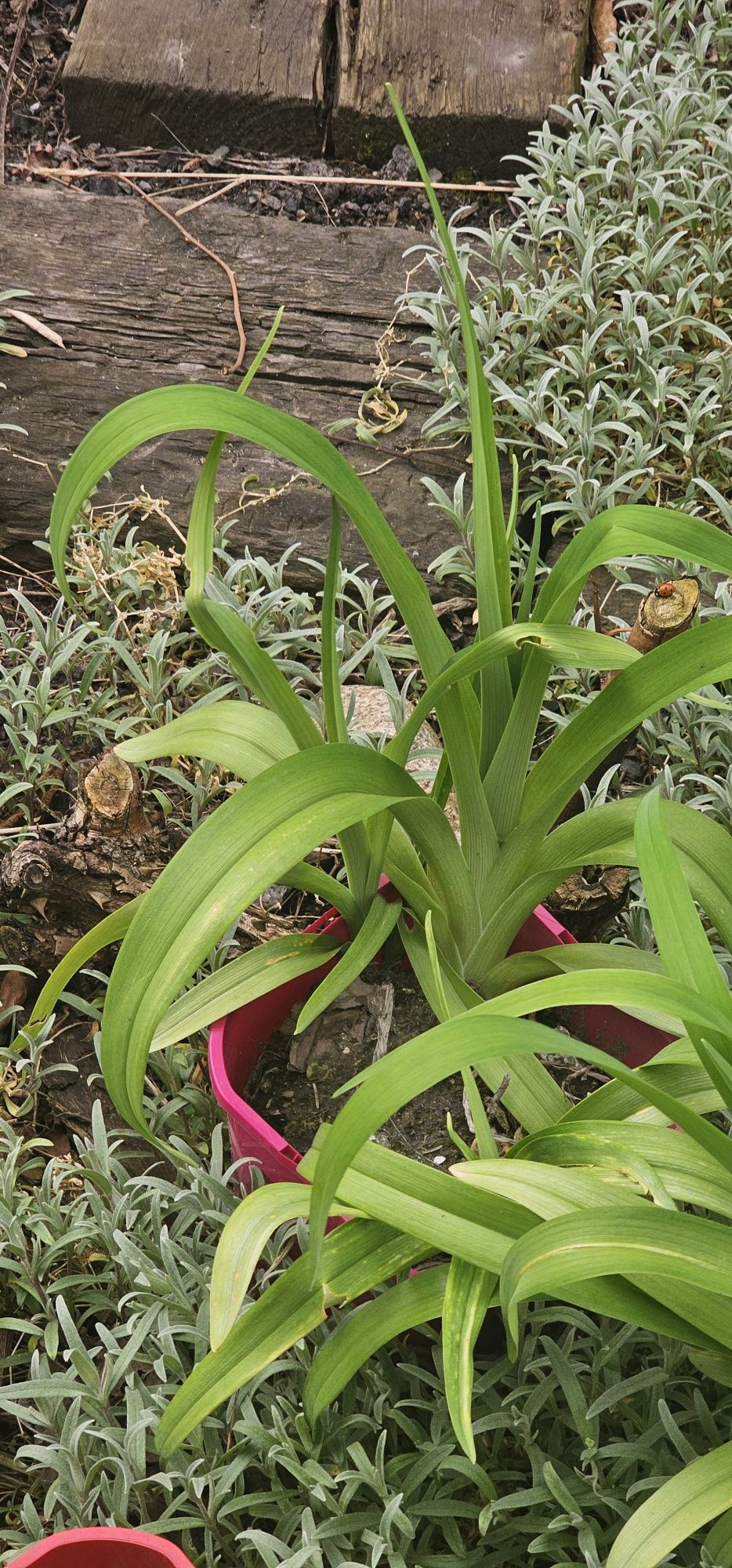 Liliowce wysokie