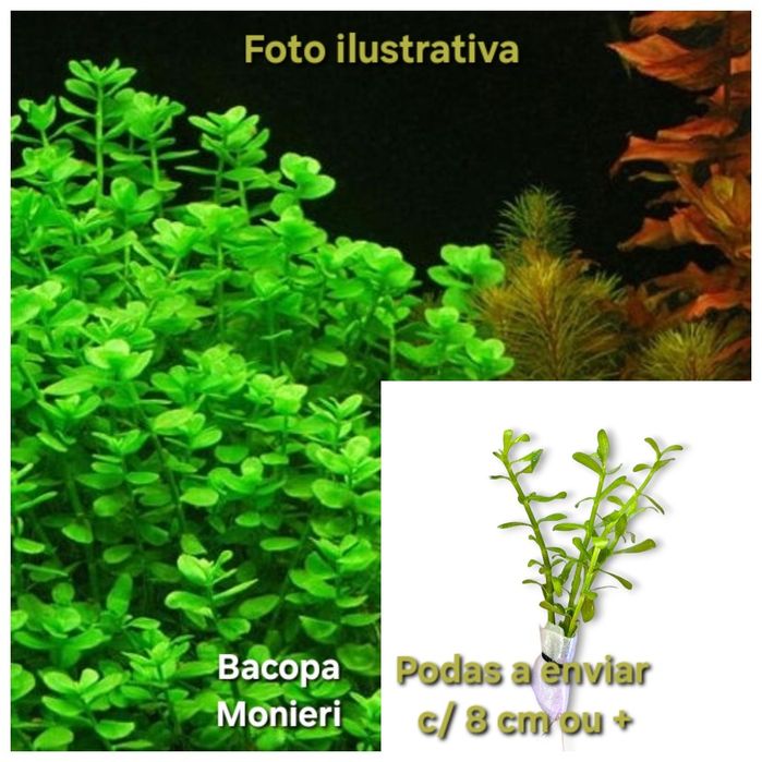 Pack 30x | 8 Espécies de Plantas Aquário | LOW TECH | FÁCIL MANUTENÇÃO