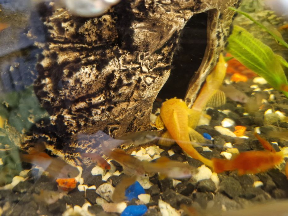 Glonojad zbrojnik albinos