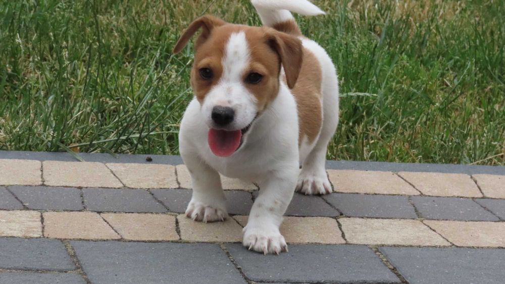 Piesek wzorcowy Jack Russell Terrier / BREFIO